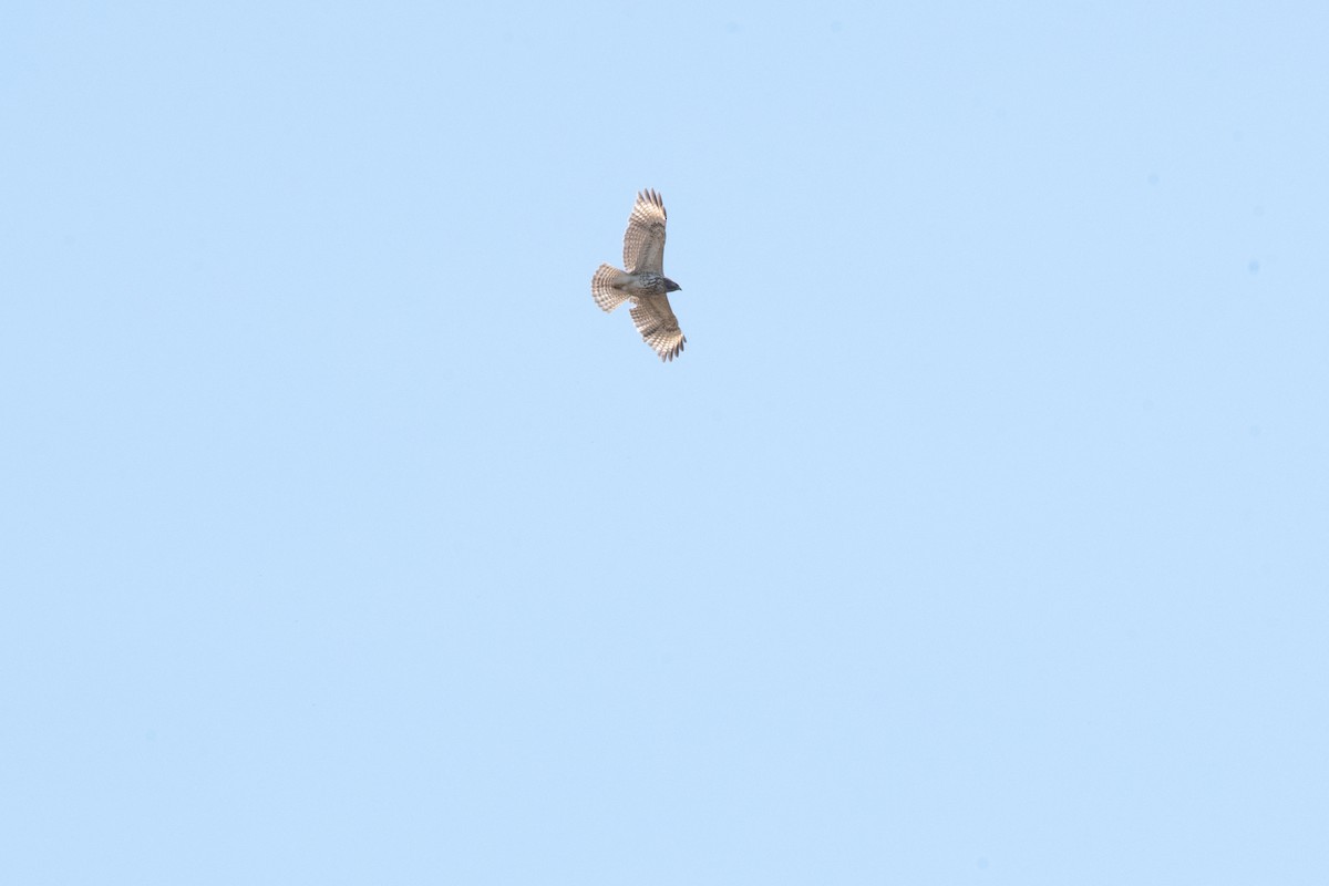 Broad-winged Hawk - ML583778571