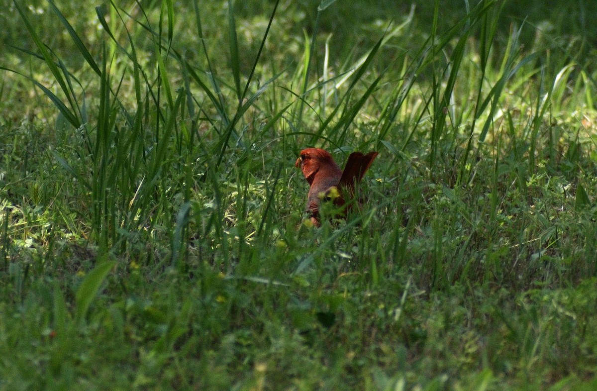 Northern Cardinal - ML583778691