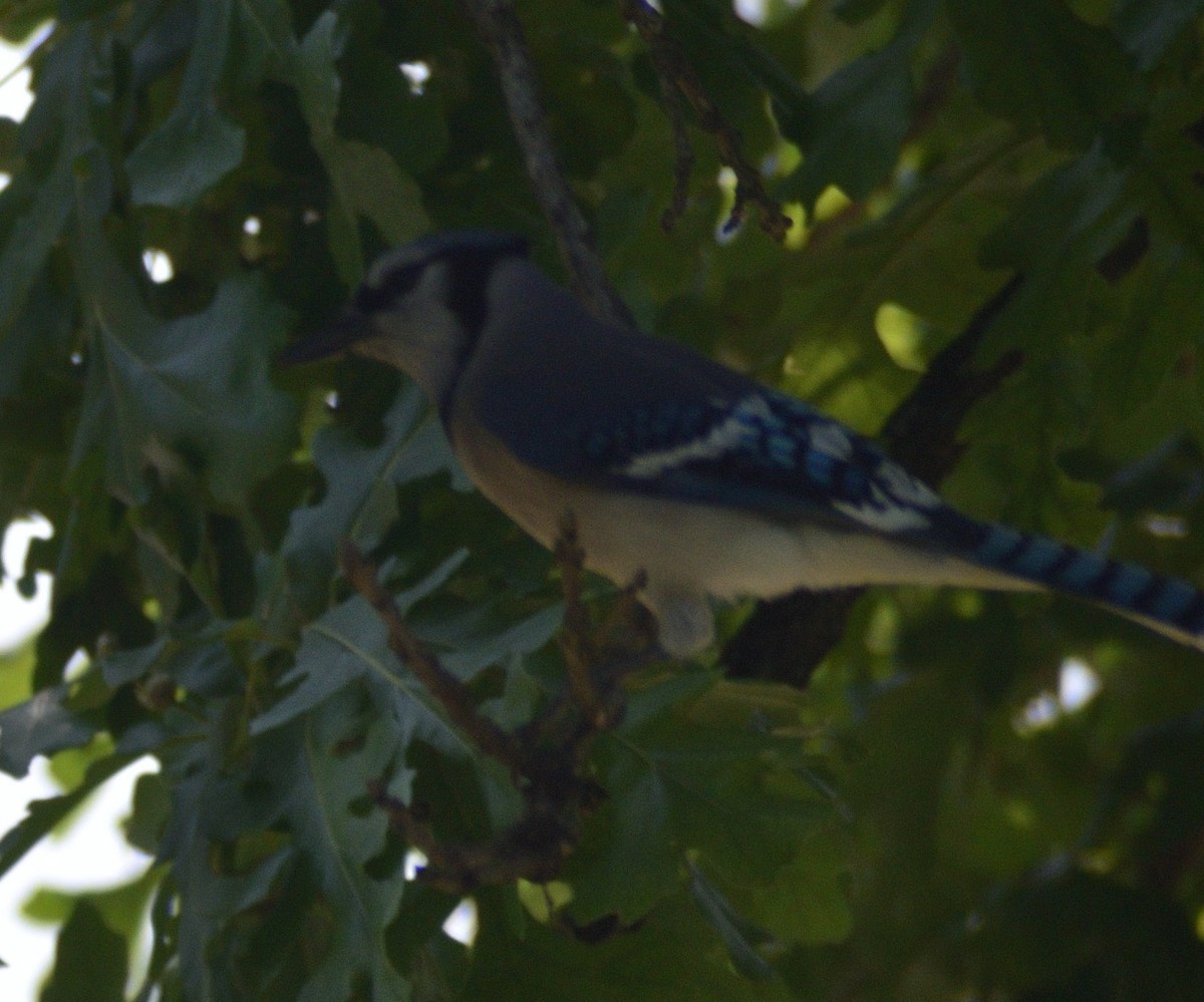 Blue Jay - ML583778811