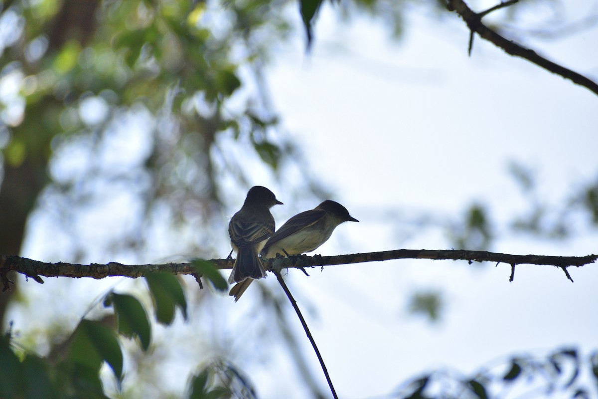 Eastern Phoebe - ML583779581