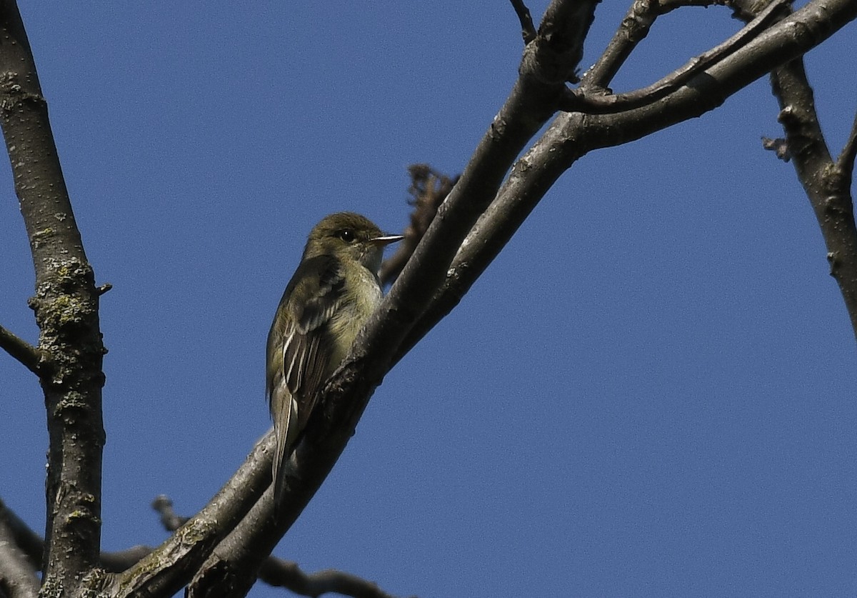 Alder Flycatcher - ML583779851