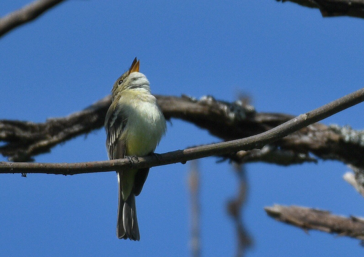 Alder Flycatcher - ML583779861