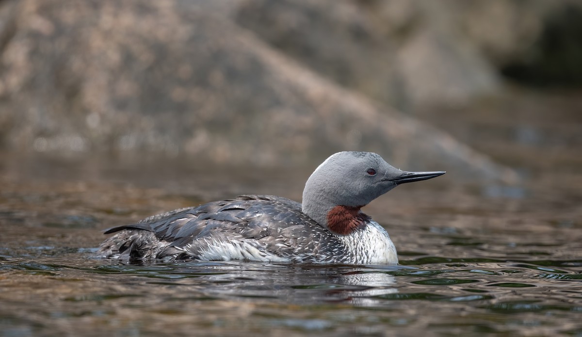 Red-throated Loon - ML583779971