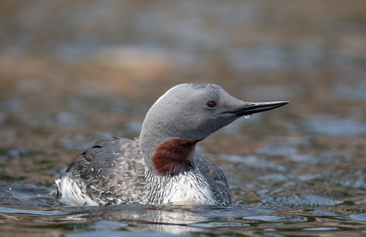 Red-throated Loon - ML583779981