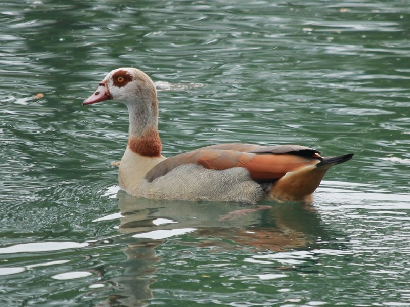 Egyptian Goose - Rutger Koperdraad