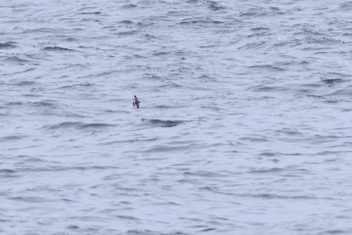 Wilson's Storm-Petrel - ML583781801