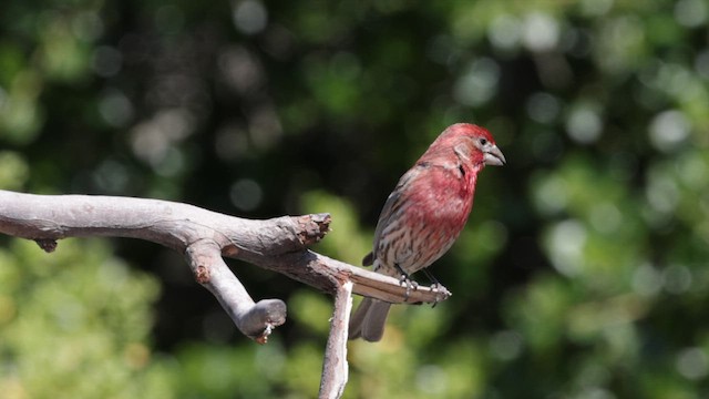 House Finch - ML583782311