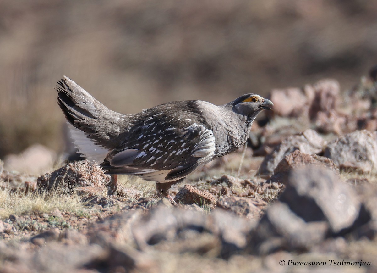 Altai Snowcock - ML583783001