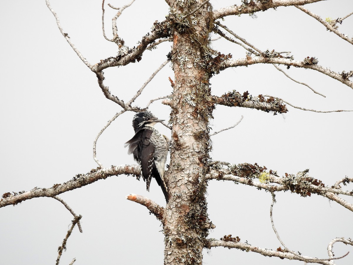 American Three-toed Woodpecker - ML58378381