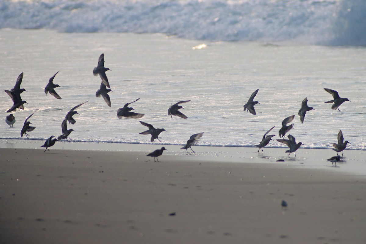 Red Knot - ML583783811