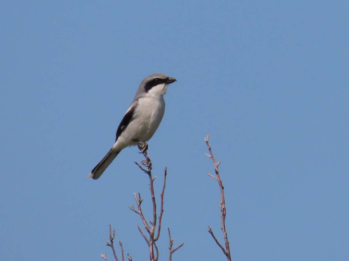 Loggerhead Shrike - Rhonda Langelaan