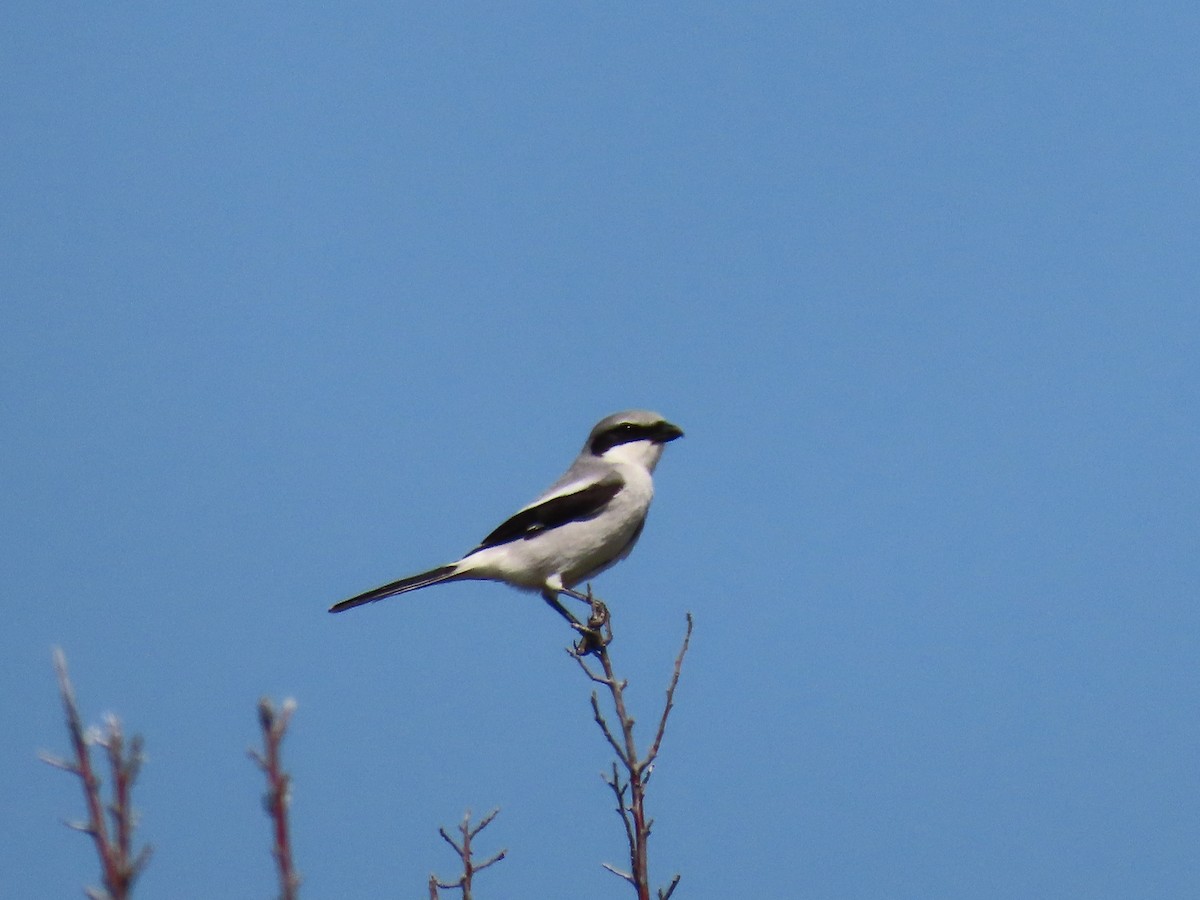 Loggerhead Shrike - Rhonda Langelaan