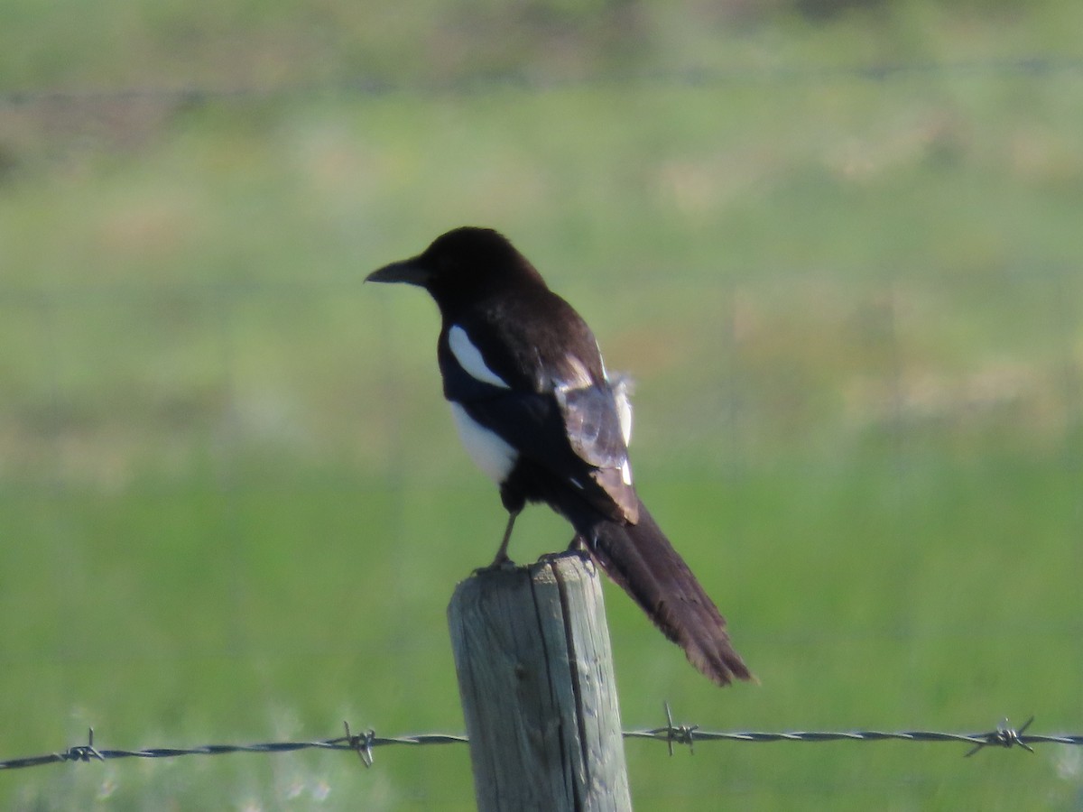 Black-billed Magpie - Rhonda Langelaan