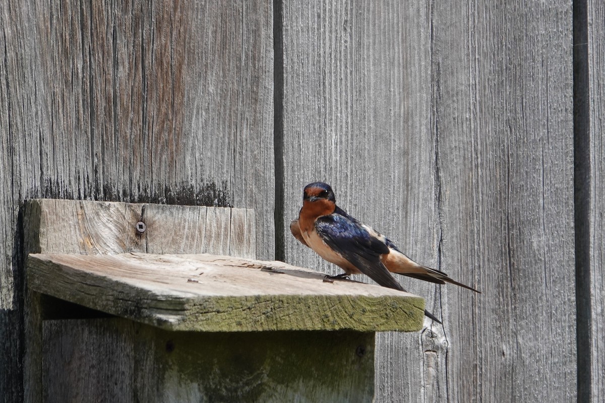 Barn Swallow - Paul  McPartland