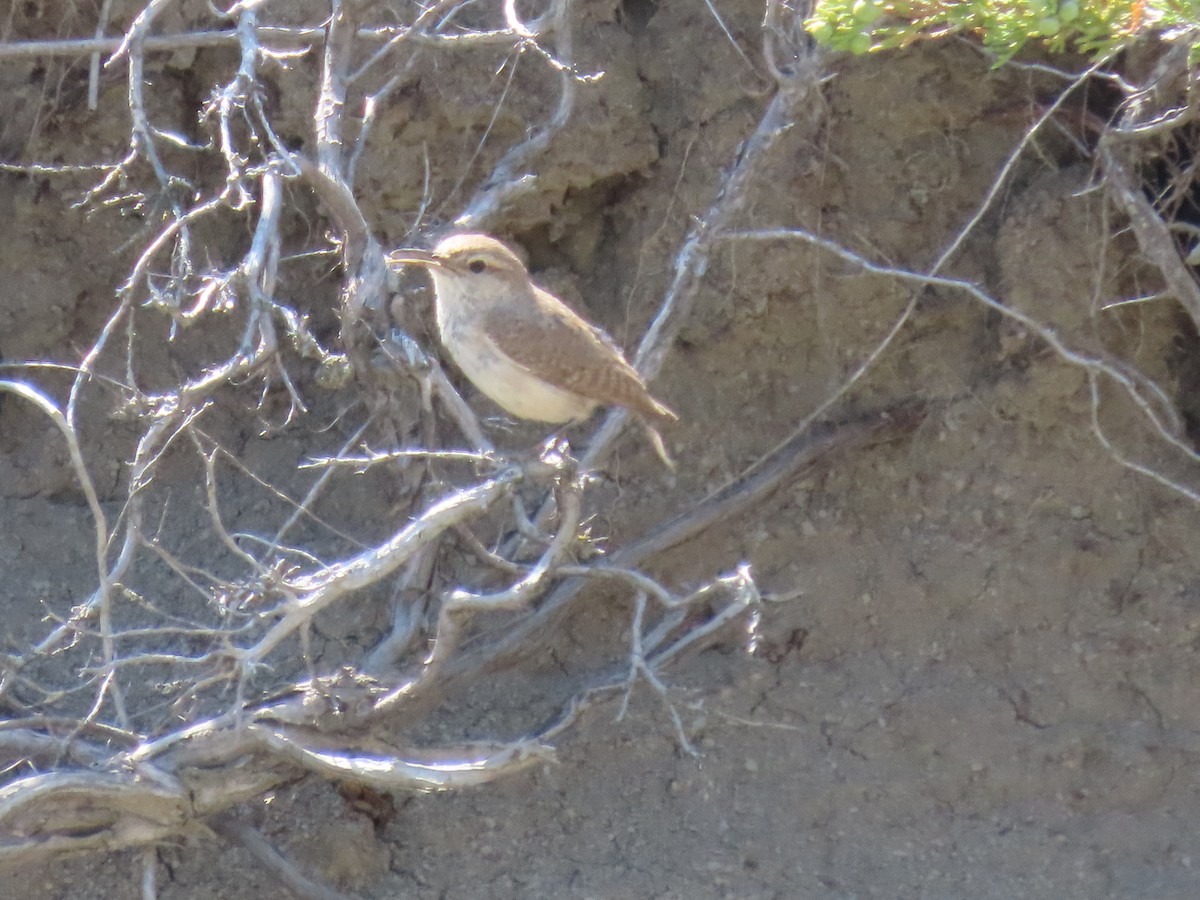 Rock Wren - ML583784991