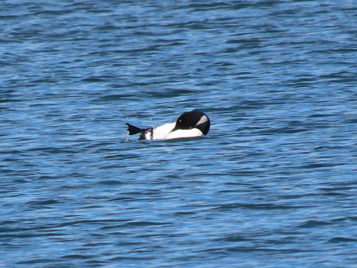 Common Loon - ML583785161