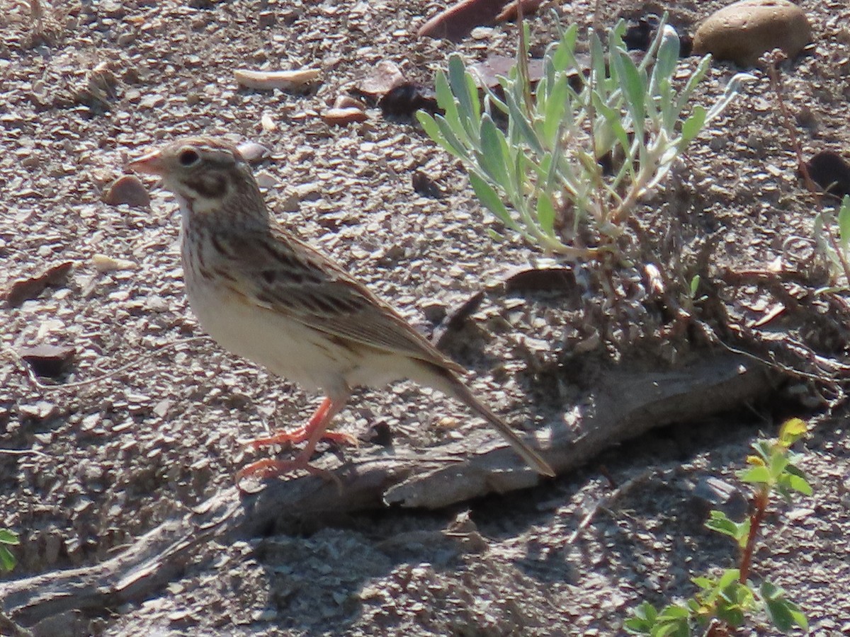 Vesper Sparrow - Rhonda Langelaan