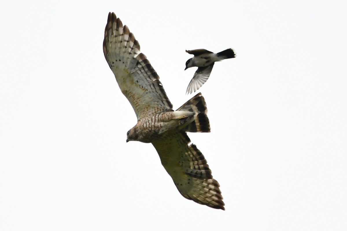 Broad-winged Hawk - ML583785261