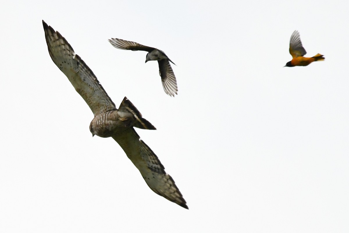 Broad-winged Hawk - ML583785271