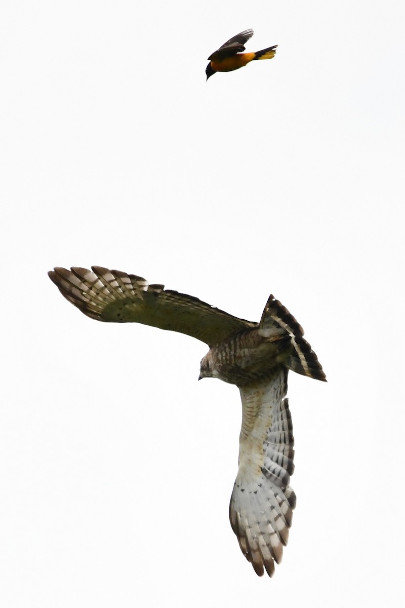 Broad-winged Hawk - ML583785281