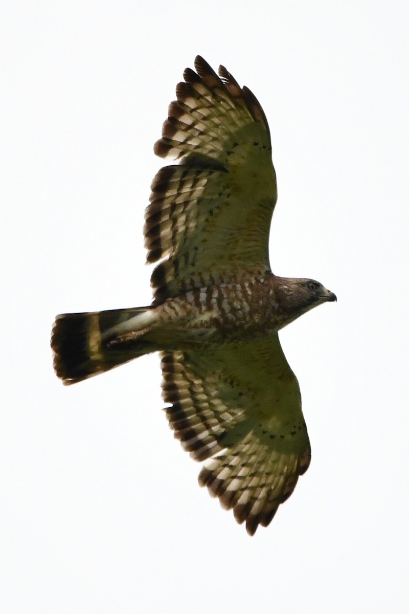 Broad-winged Hawk - ML583785291
