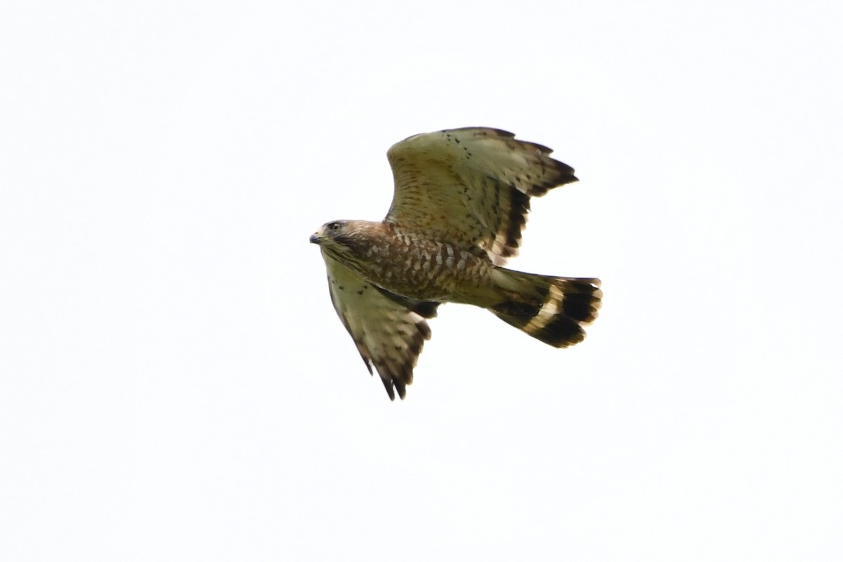 Broad-winged Hawk - ML583785311