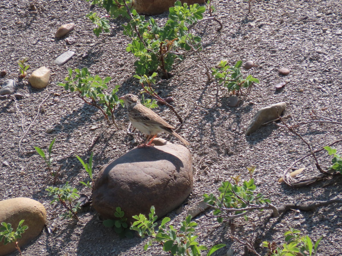 Vesper Sparrow - Rhonda Langelaan