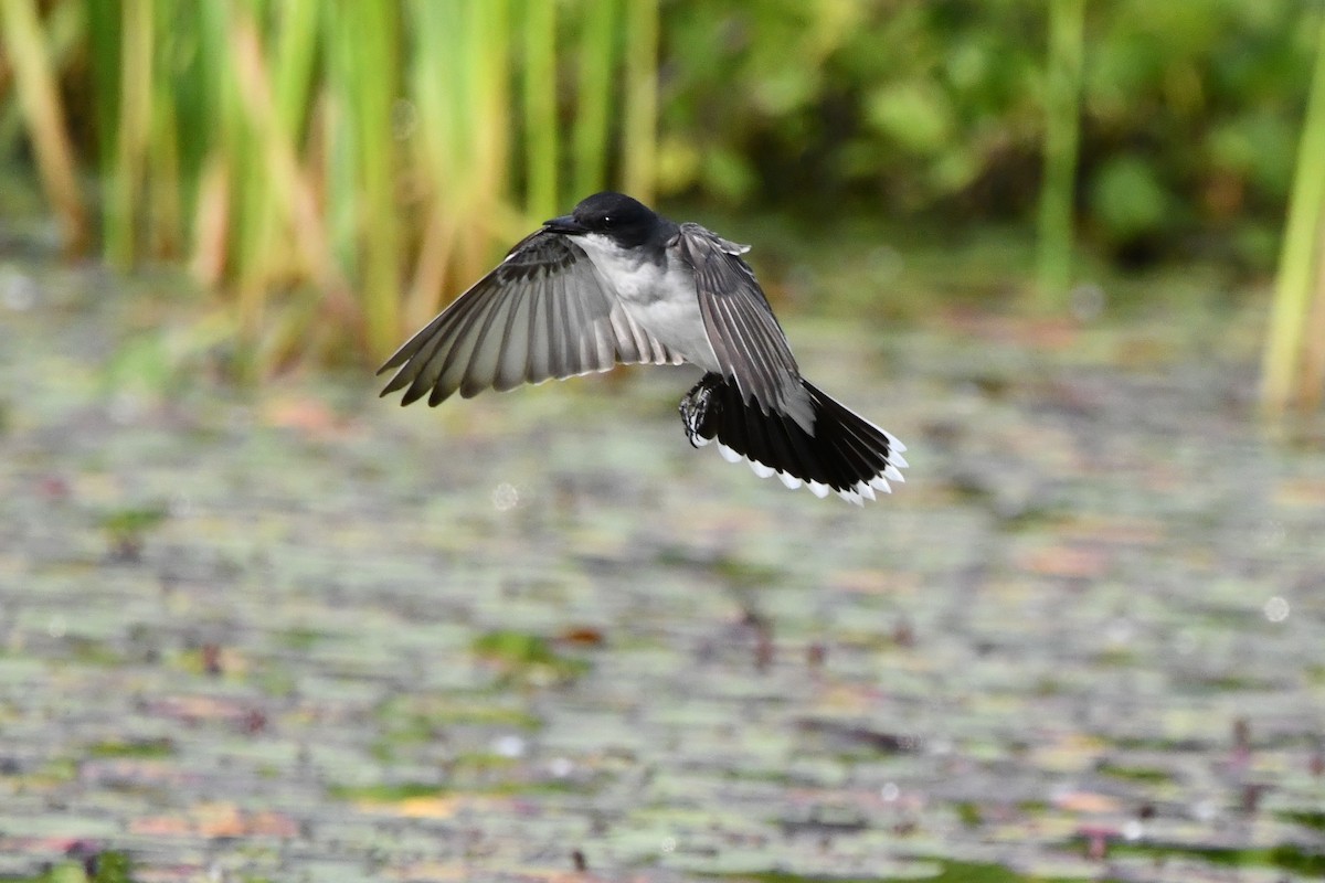 Eastern Kingbird - ML583785701