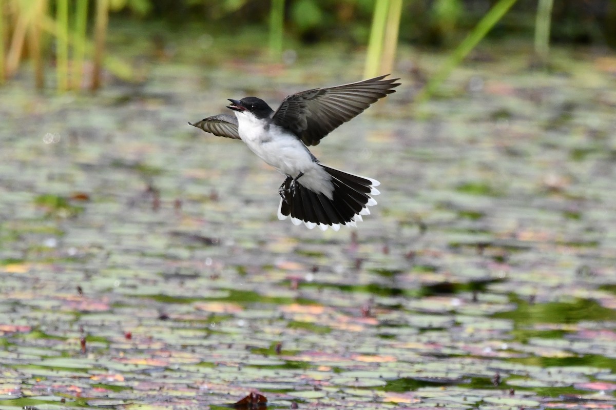 Eastern Kingbird - ML583785711