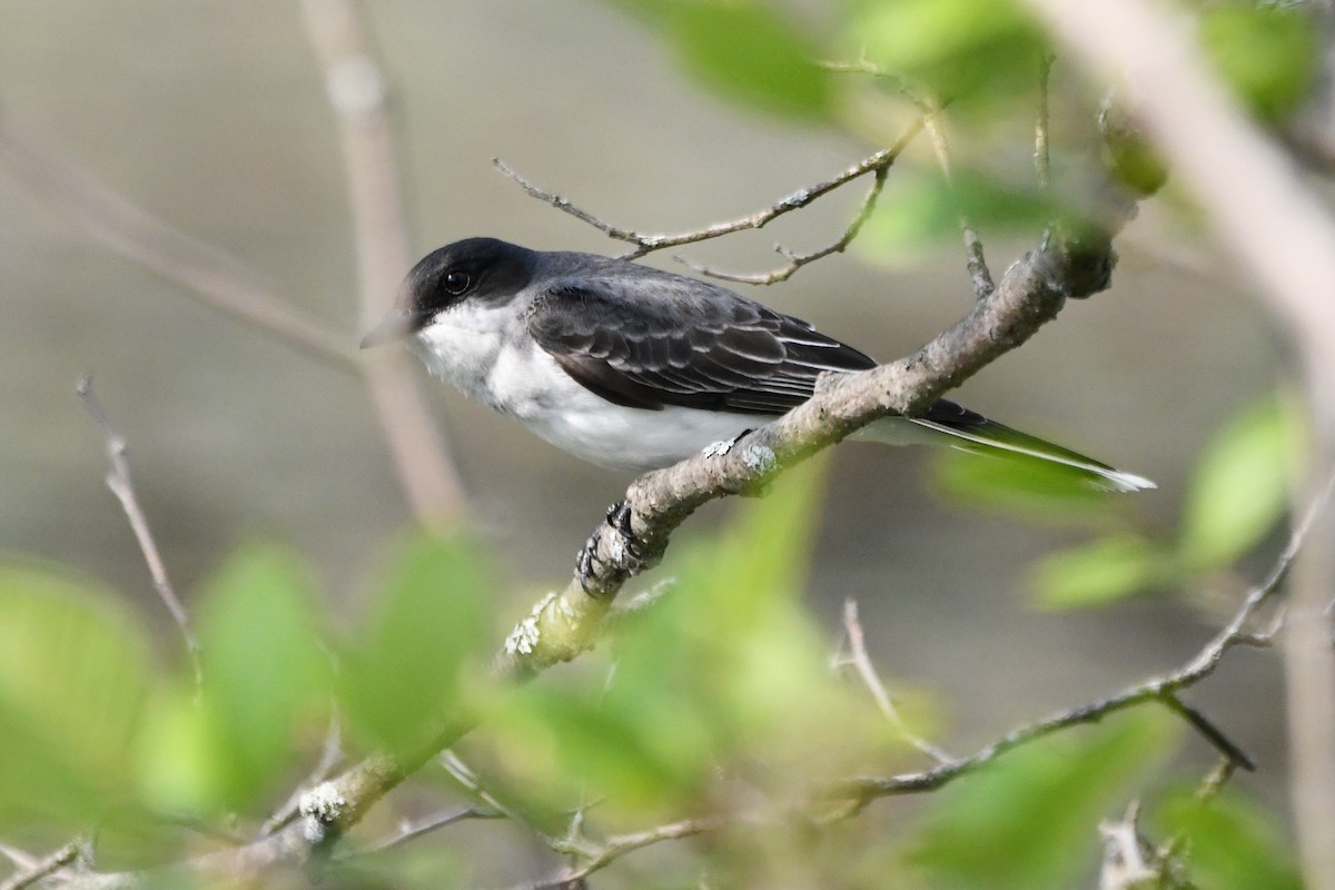 Eastern Kingbird - ML583785721