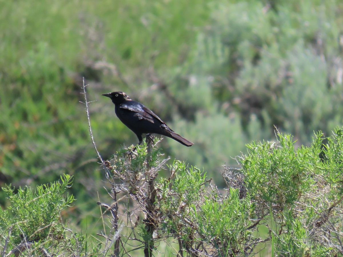 Brewer's Blackbird - Rhonda Langelaan