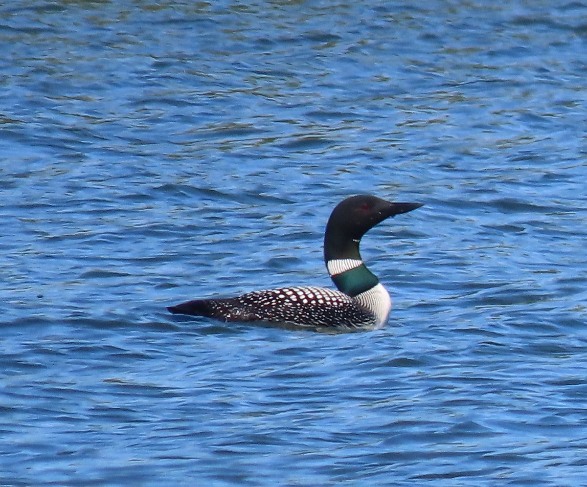 Common Loon - ML583785991