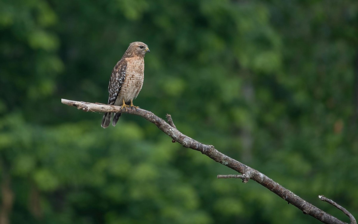 Red-shouldered Hawk - ML583786091