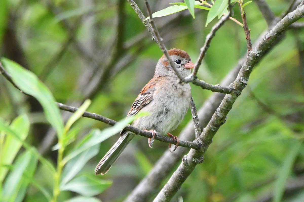 Field Sparrow - ML583786111