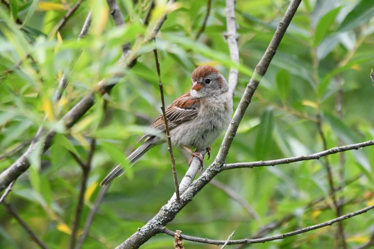 Field Sparrow - ML583786121