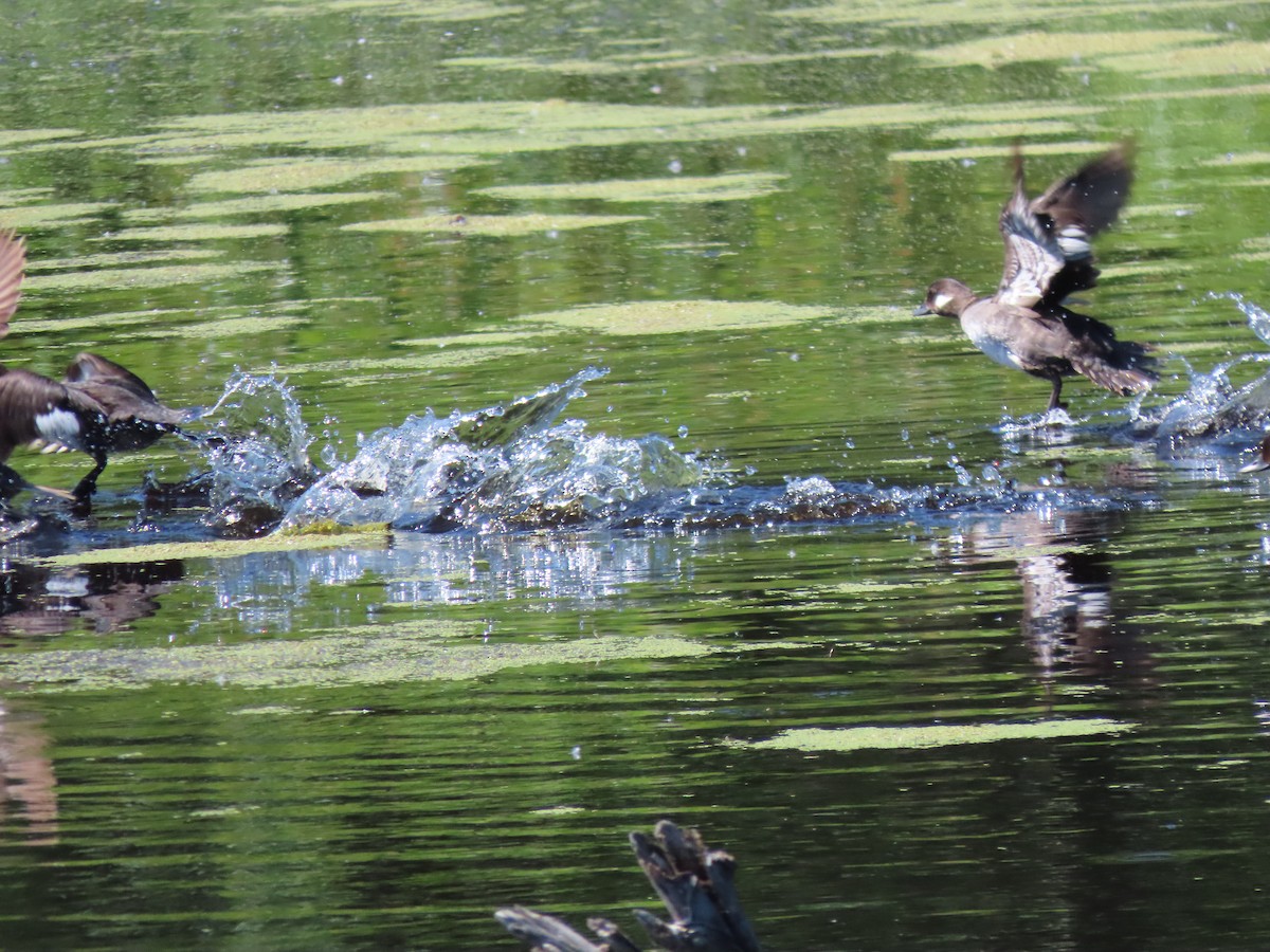 Bufflehead - ML583786151