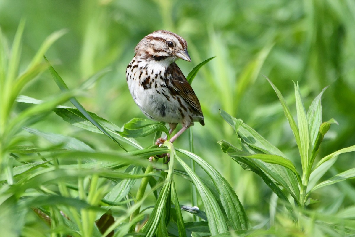 Song Sparrow (melodia/atlantica) - ML583786261