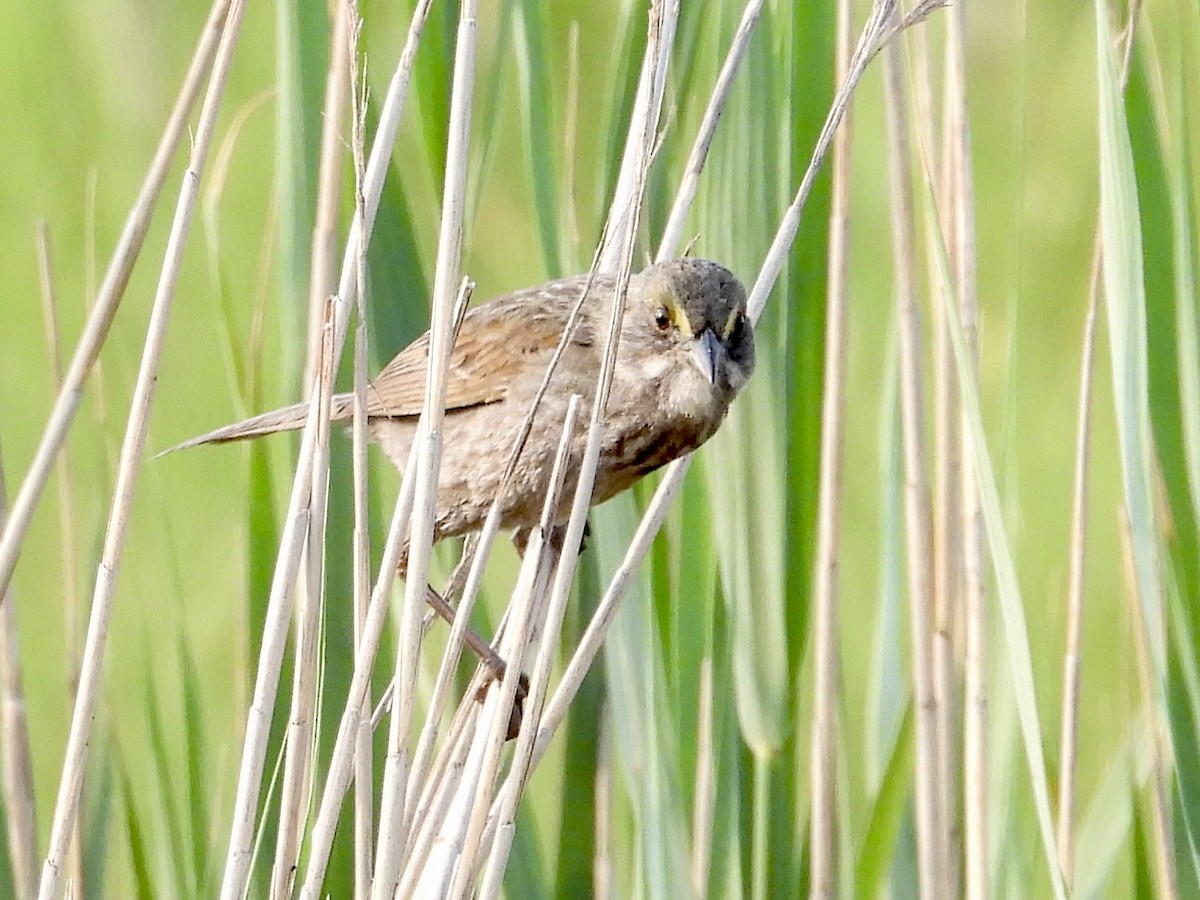 Seaside Sparrow - ML583786321