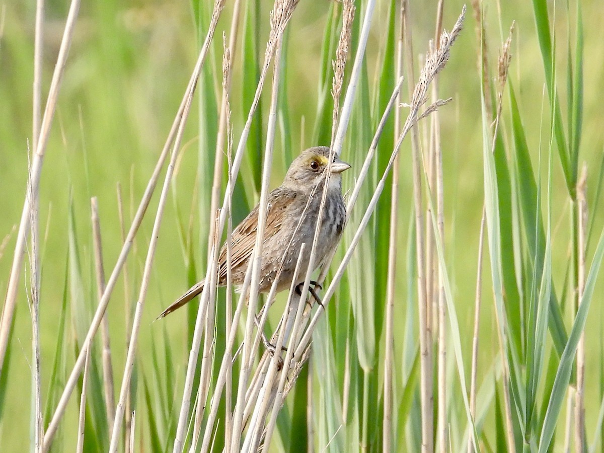 Seaside Sparrow - ML583786331