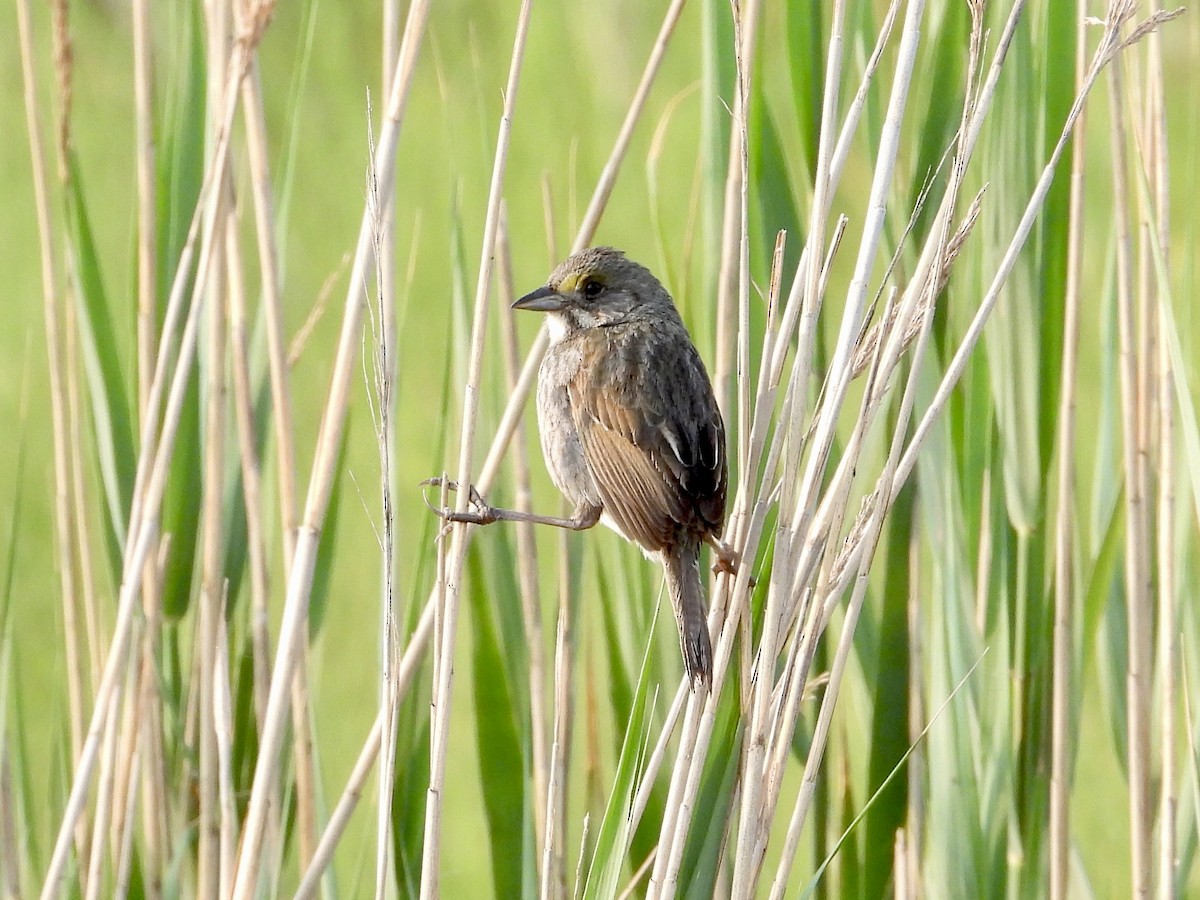 Seaside Sparrow - Robin M