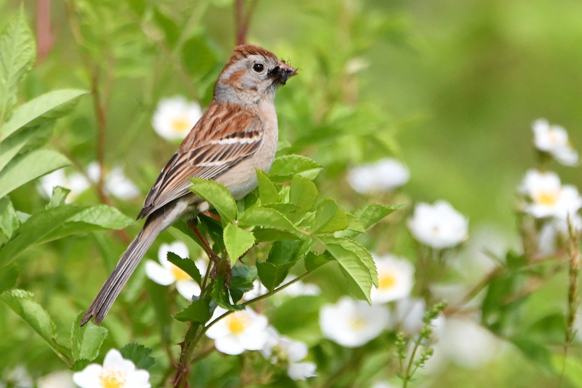 Field Sparrow - ML583786381