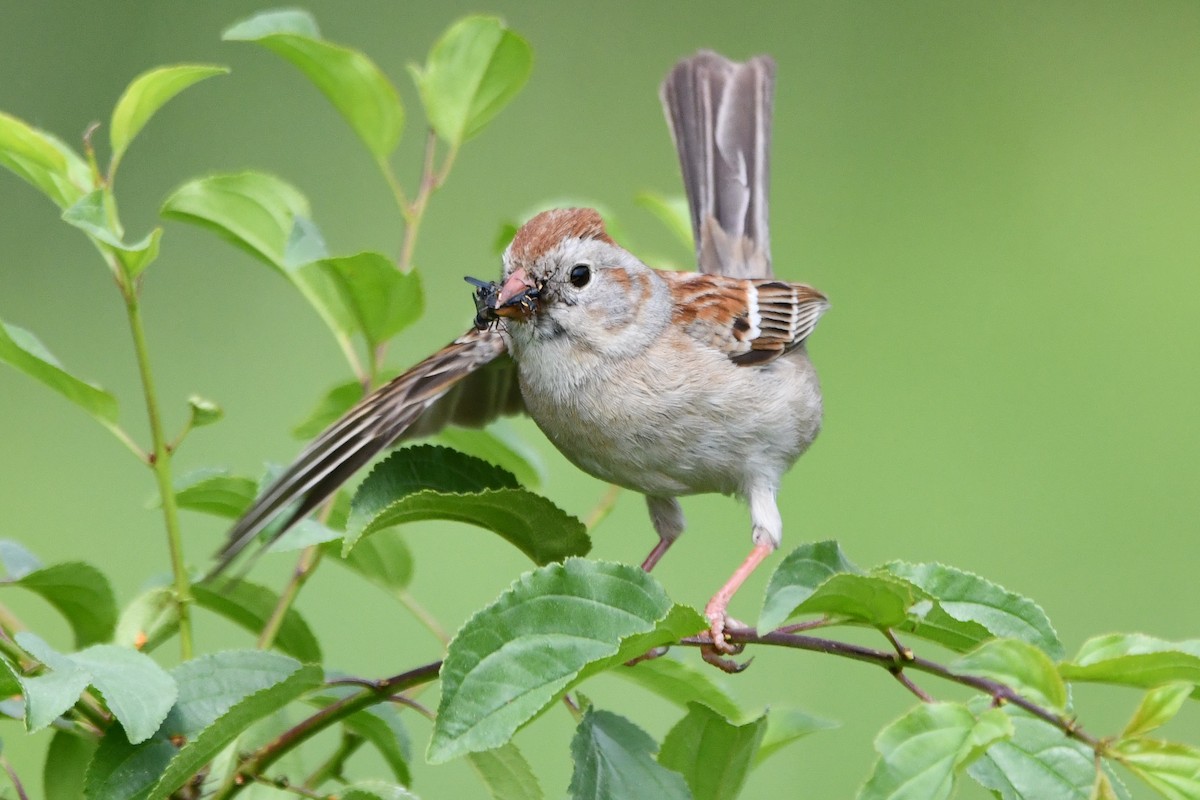 Field Sparrow - ML583786391