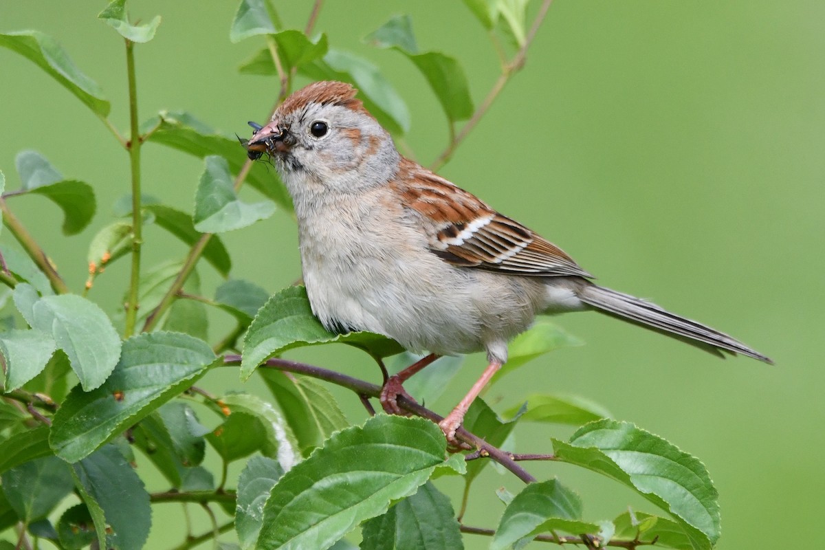 Field Sparrow - ML583786401