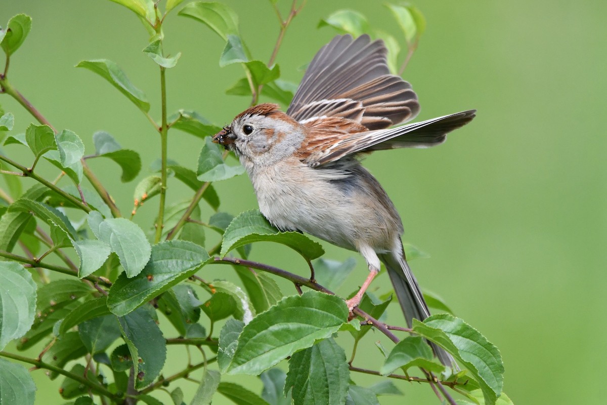 Field Sparrow - ML583786411
