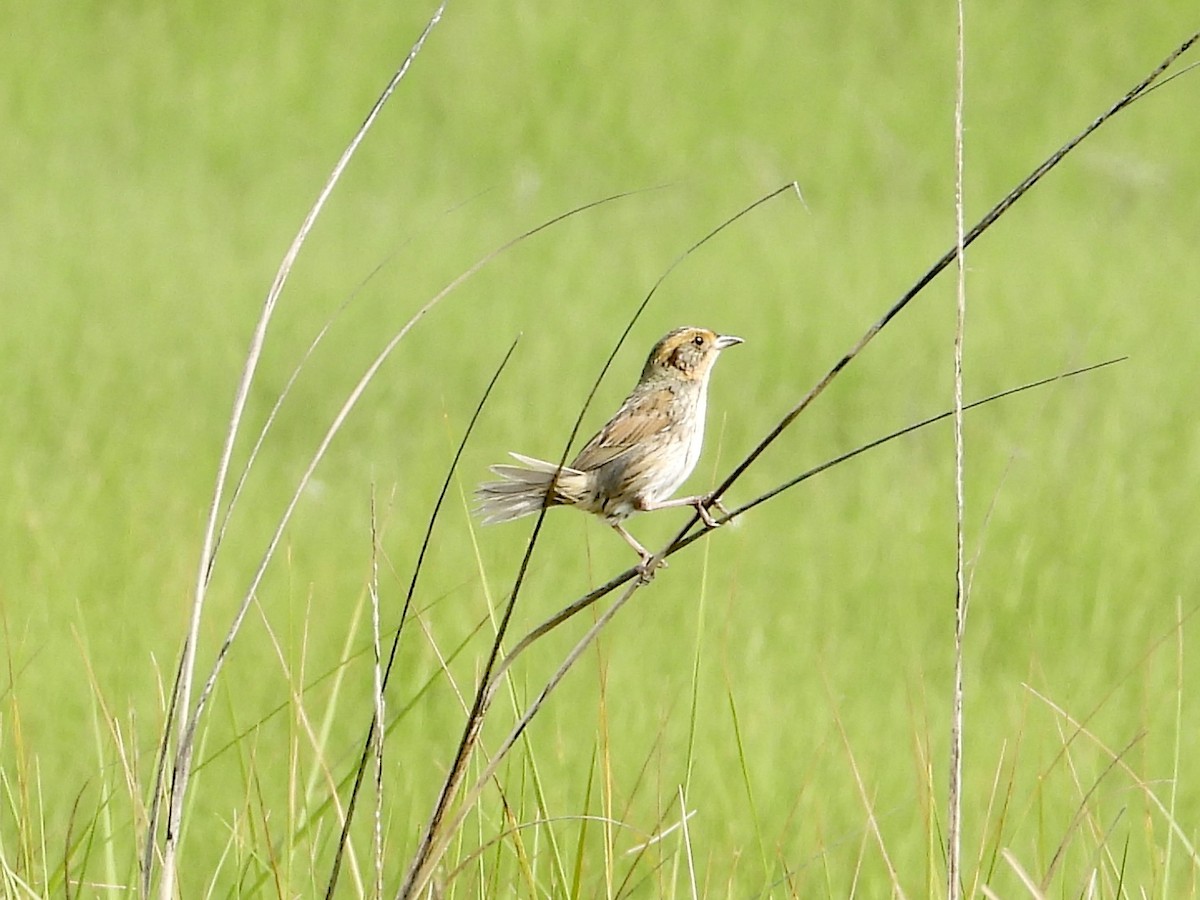 Saltmarsh Sparrow - Robin M