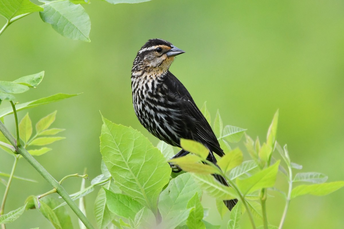 Red-winged Blackbird (Red-winged) - ML583786601