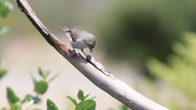 Mésange unicolore - ML583786821