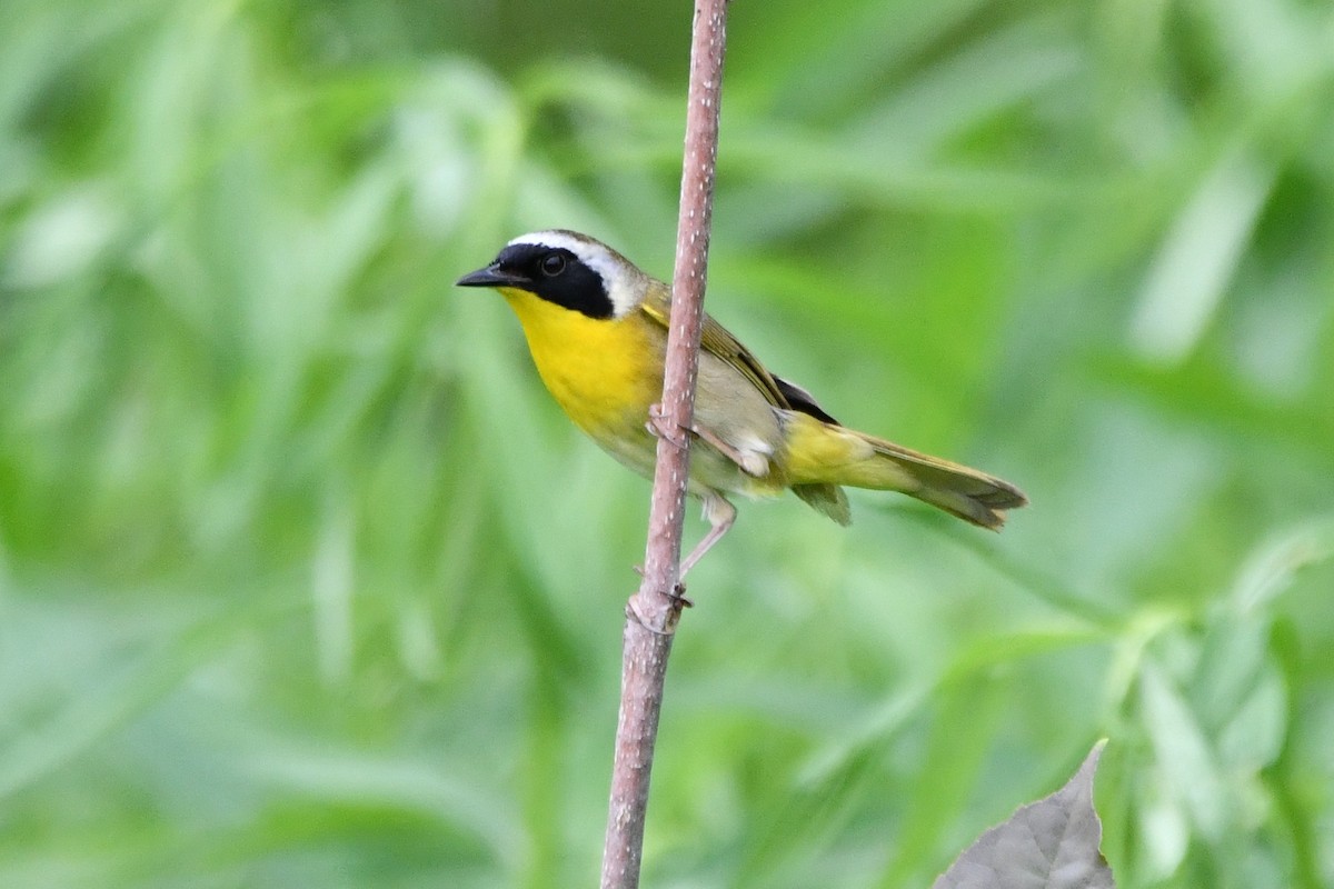 Common Yellowthroat - ML583786851