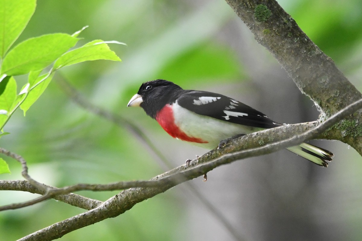 Rose-breasted Grosbeak - ML583787131