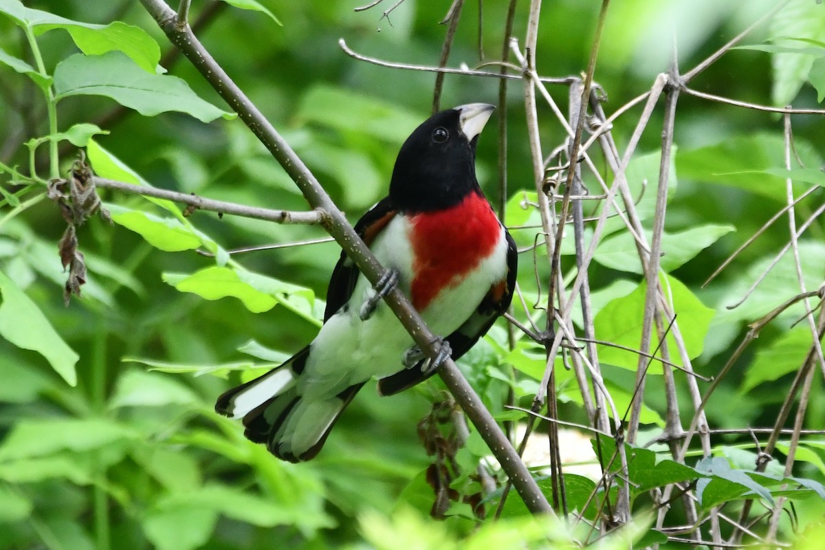 Rose-breasted Grosbeak - ML583787141